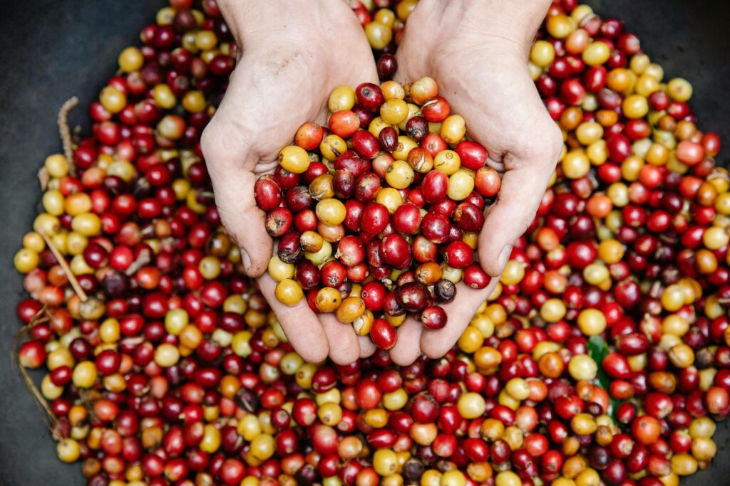pexels-photo-7125712-7125712 Close-up of hands holding freshly harvested coffee cherries. Vibrant and colorful.