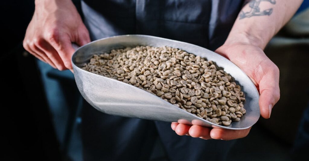 Hands holding a scoop filled with raw green coffee beans, ideal for coffee production imagery.